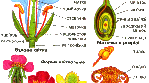 Репродуктивні органи.