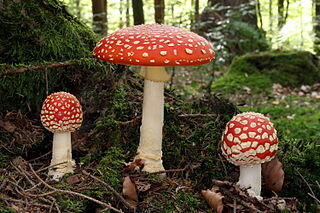 03006h84-adf6-320x213.jpg