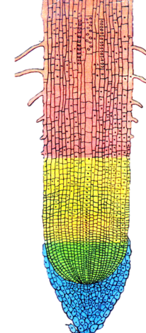 03006k29-1620-464x1058.png