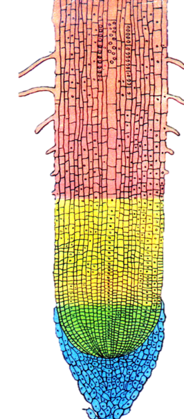 03006k29-1620-464x1058.png