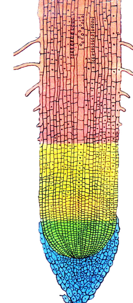 03006k29-1620-464x1058.png