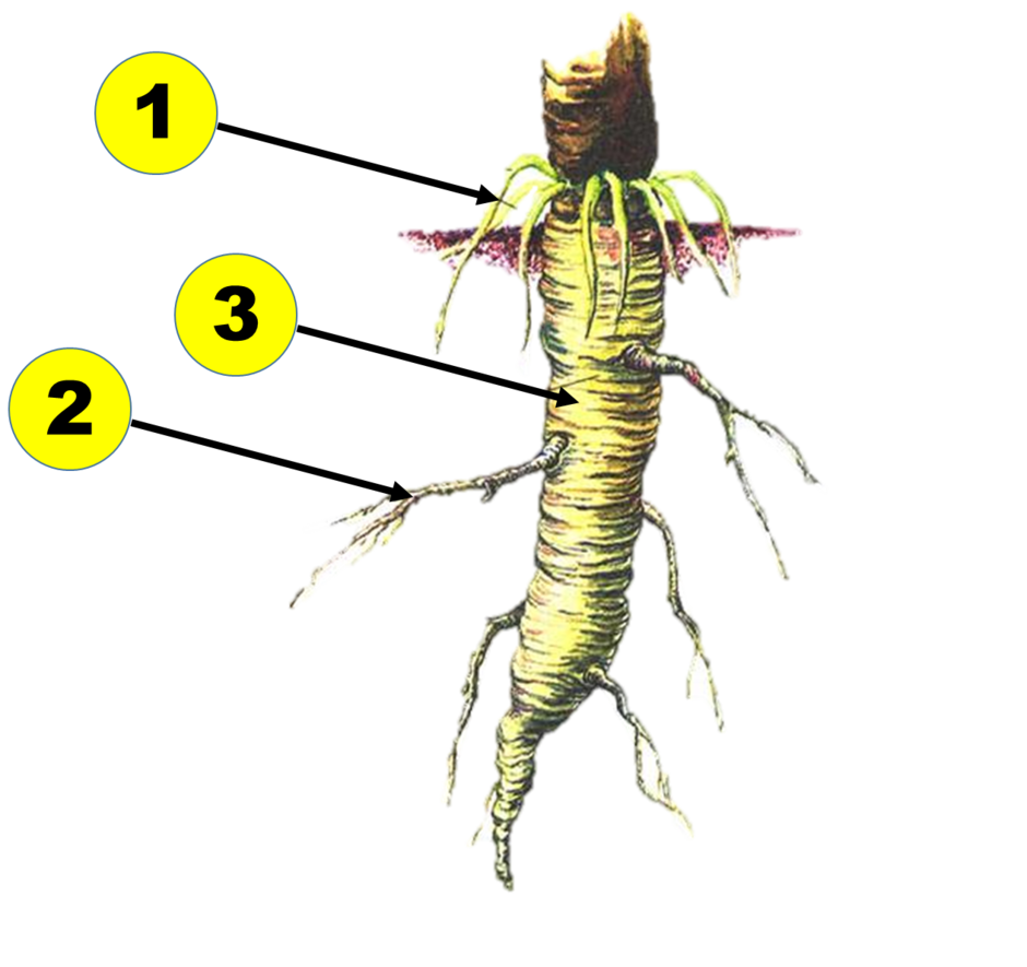03006k9q-d631-940x885.png