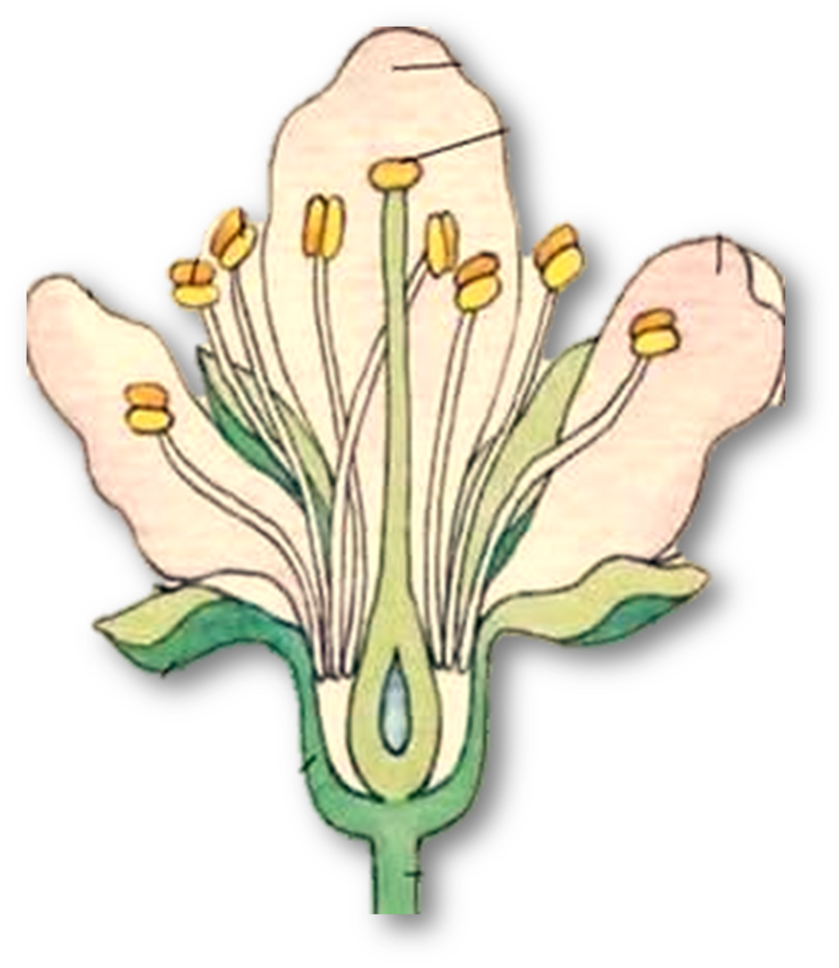 03006ls0-4c31-940x1085.png