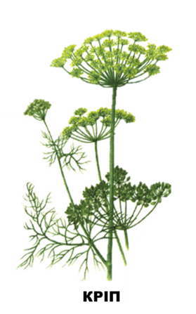 03006m6h-9e7d-685x1097.png