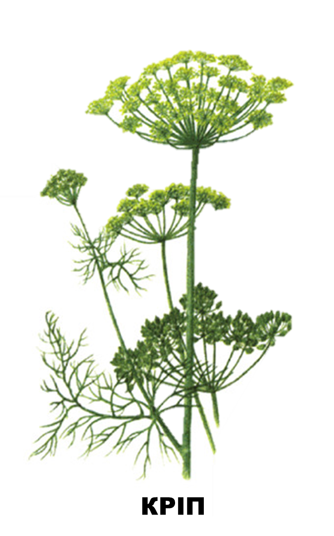 03006m6h-9e7d-685x1097.png