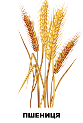 03006m7i-0ff6-660x974.png