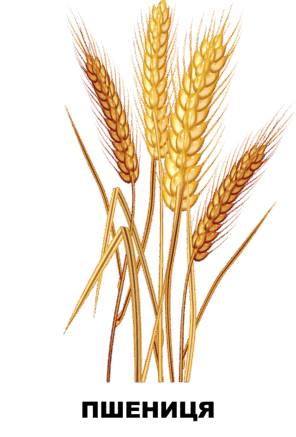 03006m7i-0ff6-660x974.png