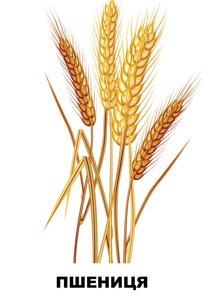 03006m7i-0ff6-660x974.png
