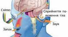 Фізіологія сенсорних систем