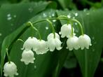 03006o8i-0f6f-147x110.jpg