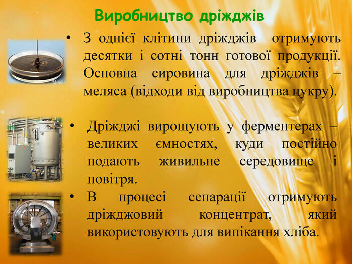 Виробництво дріжджів З однієї клітини дріжджів отримують десятки і сотні тонн готової продукції. Основна сировина для дріжджів – меляса (відходи від виробництва цукру). Дріжджі вирощують у ферментерах – великих ємностях, куди постійно подають живильне середовище і повітря. В процесі сепарації отримують дріжджовий концентрат, який використовують для випікання хліба.