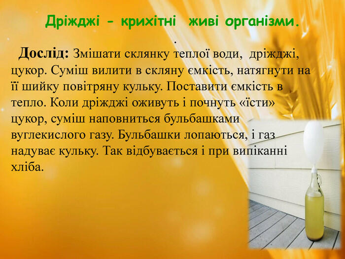 Дріжджі - крихітні живі організми. . Дослід: Змішати склянку теплої води, дріжджі, цукор. Суміш вилити в скляну ємкість, натягнути на її шийку повітряну кульку. Поставити ємкість в тепло. Коли дріжджі оживуть і почнуть «їсти» цукор, суміш наповниться бульбашками вуглекислого газу. Бульбашки лопаються, і газ надуває кульку. Так відбувається і при випіканні хліба.
