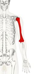 03006yao-ab0d-119x244.png