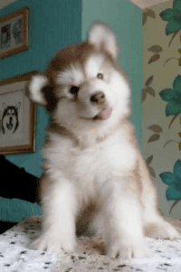 030078eg-8862-200x301.gif