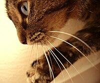 03007csi-7c58-200x166.jpg