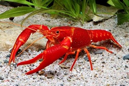 Рак флоридский (Procambarus clarkii) | содержание, разведение