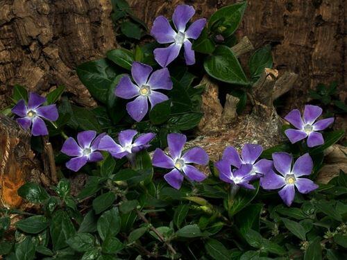 vinca-minor-vesennie-lekarstvennye-travy-sbor-800x600.jpg