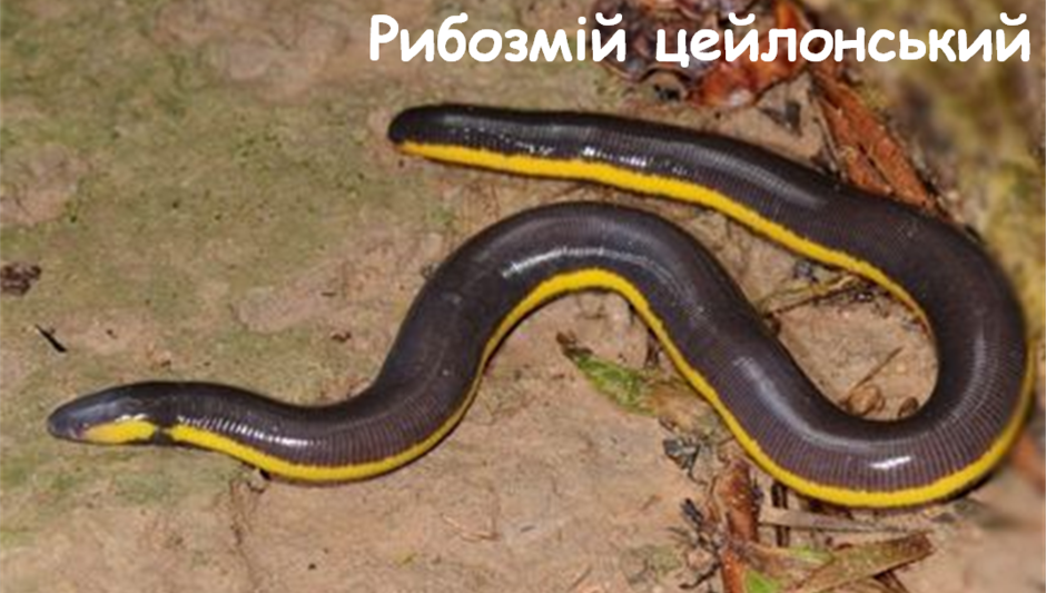 03007mh1-6ade-940x533.png