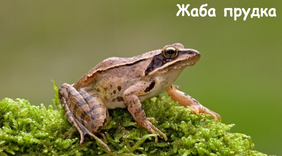 03007mkh-ea52-940x522.png