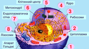 Спадковість та мінливість