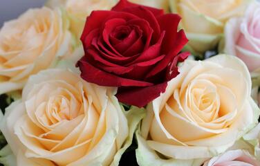03007n9y-1d61-376x240.jpg