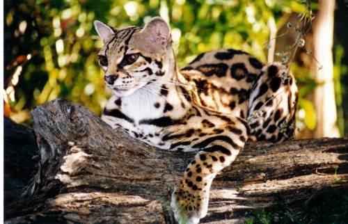 koshka-ontsilla-na-suhom-brevne