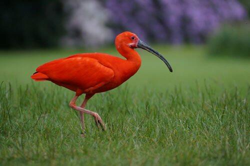 ibis