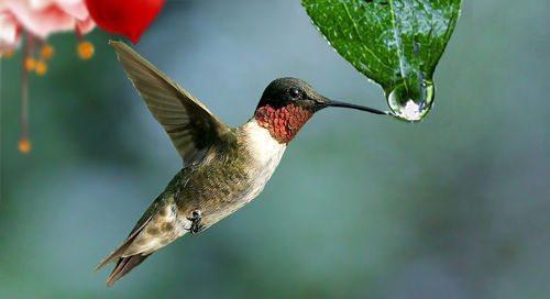 kolibri