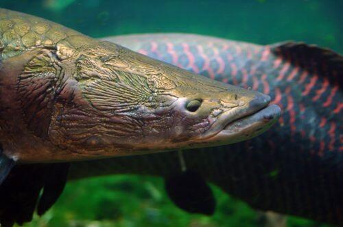 arapaima