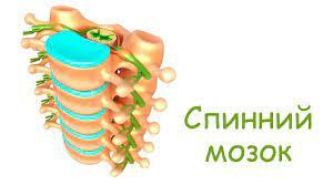 (Копія)  Спинний мозок людини