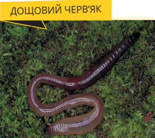 03007ws6-d68b-306x272.png