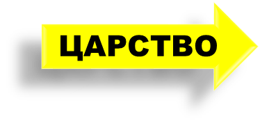 03007y6c-fd6c-374x184.png