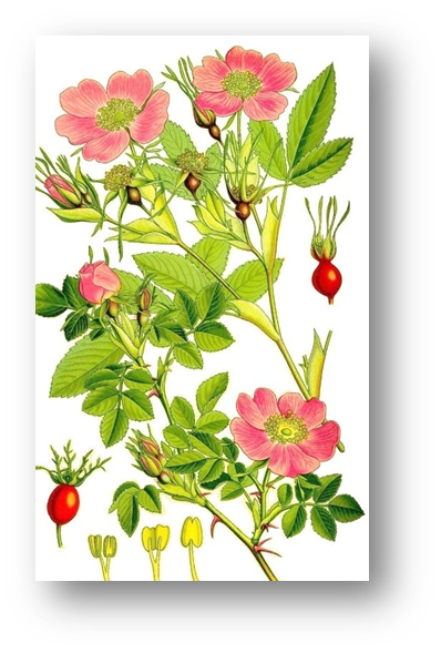 03007y6s-7095-398x589.png
