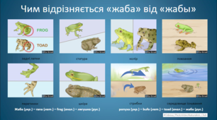 Інтерактивна картка: Чим відрізняється «жаба» від «жабы