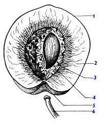 030085xf-7234-207x243.jpg