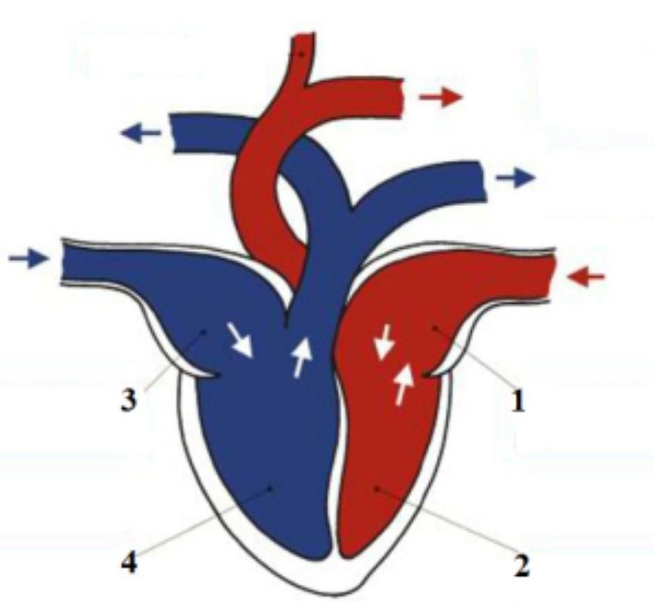 На рисунке изображено сердце человека. Подпишите камеры сердца.. Сколько камер в сердце у птиц. На рисунке изображено сердце подпишите камеры сердца.