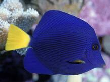 03008pur-25a2-217x162.jpg