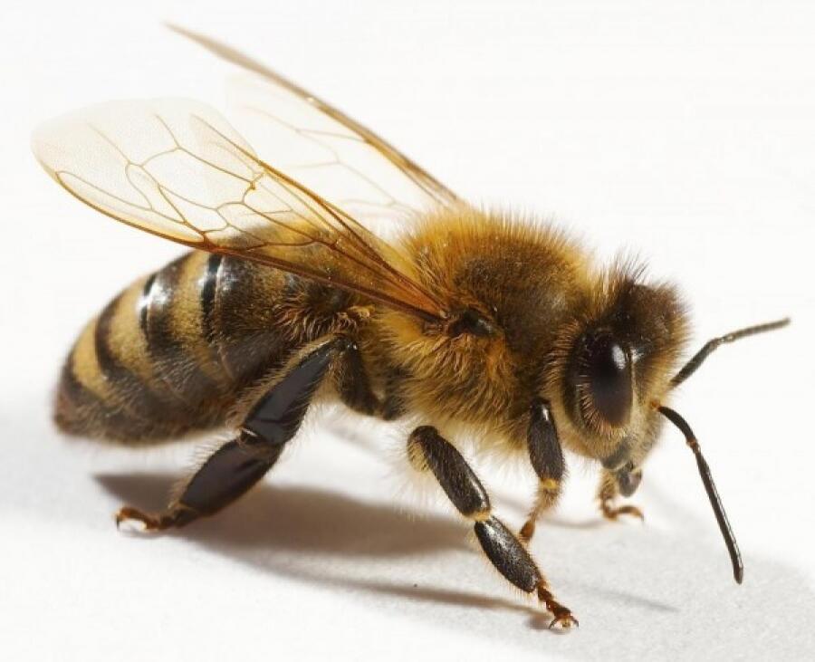 03008pw6-d82d-900x731.jpg