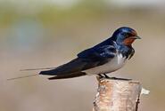 Ластівка сільська (Hirundo rustica, деревенская ласточка) — Птахи України