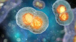 The woman whose cells never die
