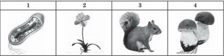03008ybf-c262-768x192.png