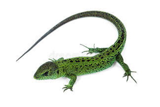 Lagarto verde imagem de stock. Imagem de garra, animais - 35998941