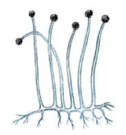 03008zxm-33f2-183x197.png