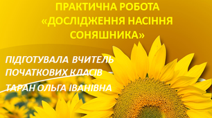 Урок-презентація з ЯДС у 1 класі "Соняшник - "квітка сонця". Практична робота"Дослідження насіння соняшника".