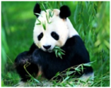 0300956a-c54d-157x125.png
