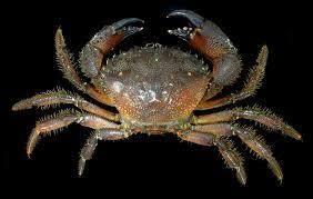 Морские животные вод Украины / Краб каменный (Eriphia verrucosa (Forskall, 1755))