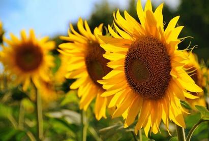 030096nw-1d57-411x278.jpg