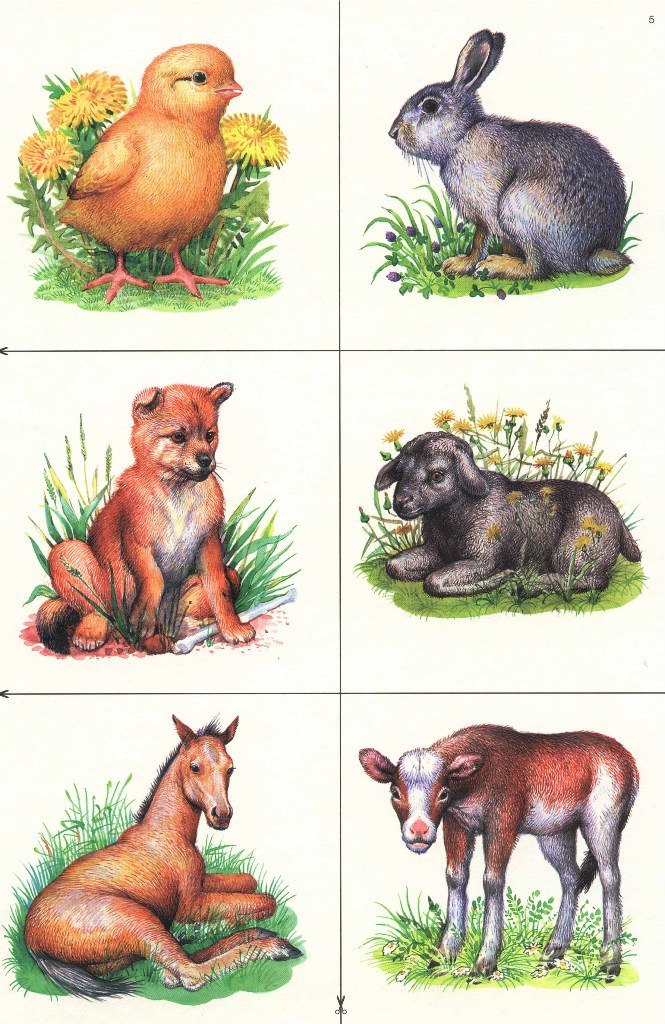 Карточки домашние дикие. Домашние животные для детей. Картинки домашних животных для детей. Детеныши животных для дошкольников. Карточки животных для детей.