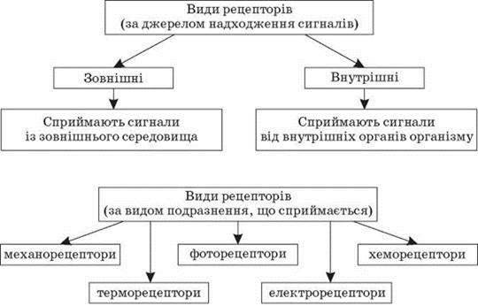 СЕНСОРНІ СИСТЕМИ. АНАЛІЗАТОРИ - Зв'язок організму людини із зовнішнім середовищем. Сенсорні системи