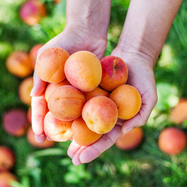 Chinese Mormon Apricot Trees for Sale | FastGrowingTrees.com
